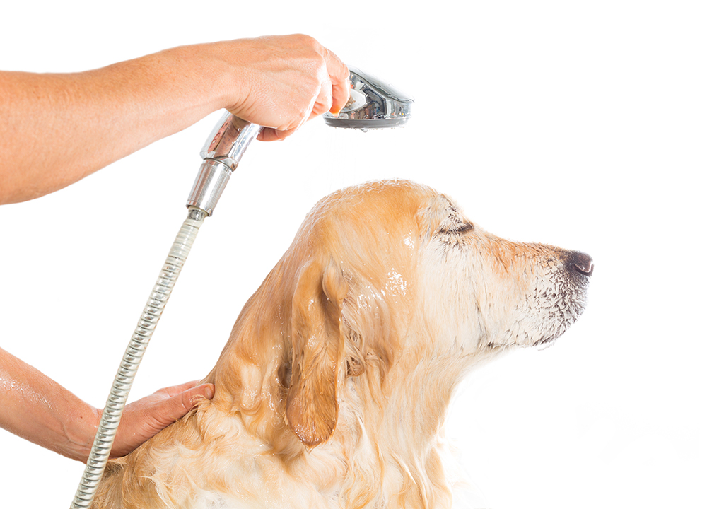 Pets and Pet Care